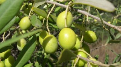 Second B2B Event on Multifunctional Olive Systems in Lebanon