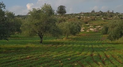 Brokerage event to foster innovation in Multifunctional Olive Systems