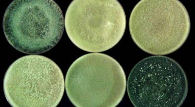 Trichoderma and ways to cope with abiotic and biotic stress in semi-arid silvopastoral systems (SALAM-MED Project)