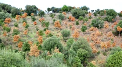 Best management practices to produce plants free of Phytophthora in nursery for forest restoration projects