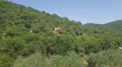 Forest Restoration and Conservation in Jordan