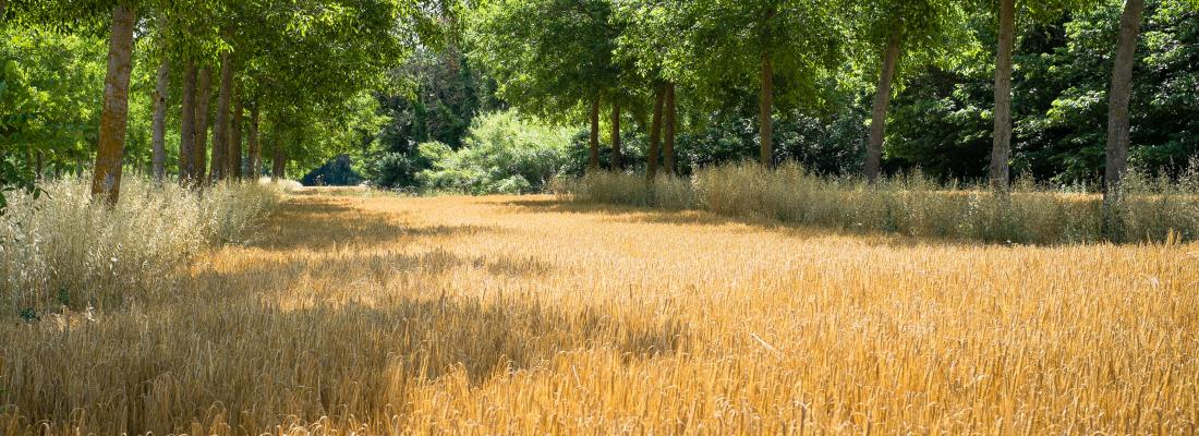 Agroforestry: trees provide a way forward for sustainable farming ...